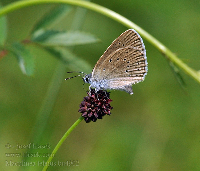 Maculinea teleius Heller Wiesenknopf