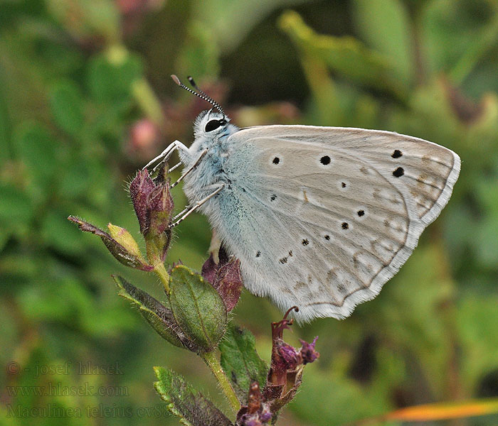 Maculinea teleius