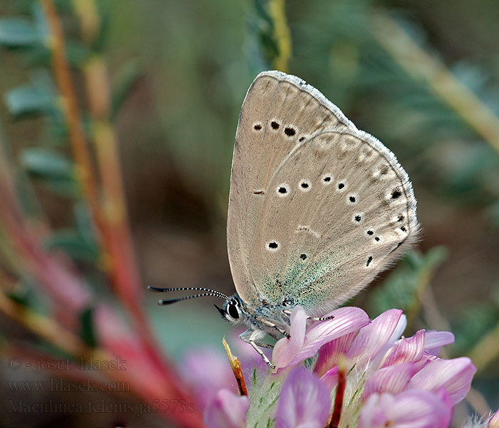 Maculinea teleius