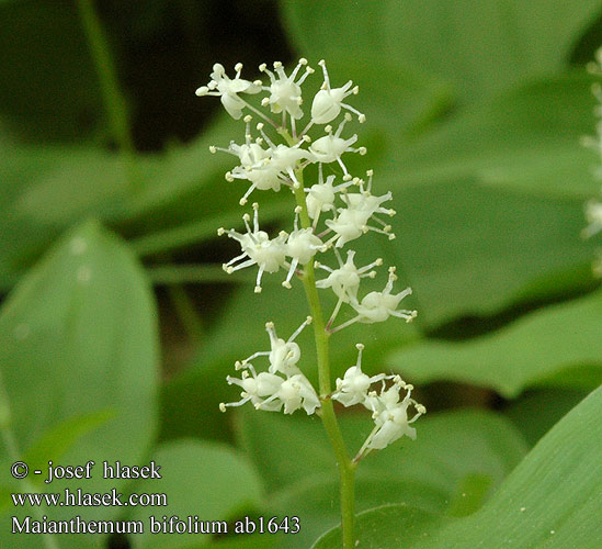 Maianthemum bifolium Oravanmarja Maïanthème deux feuilles