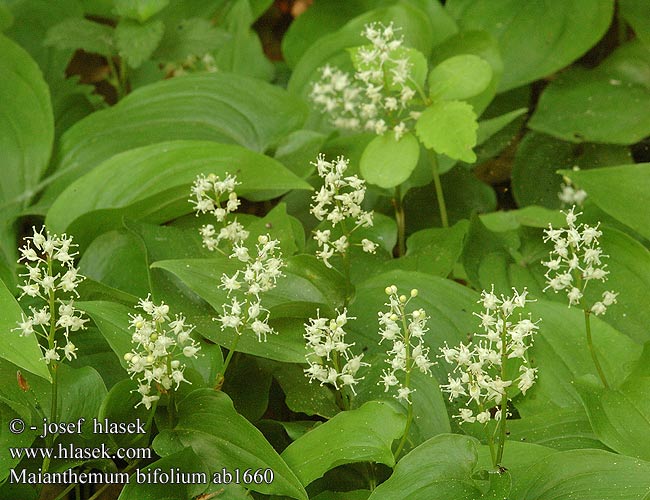 Maianthemum bifolium Pstroček dvoulistý