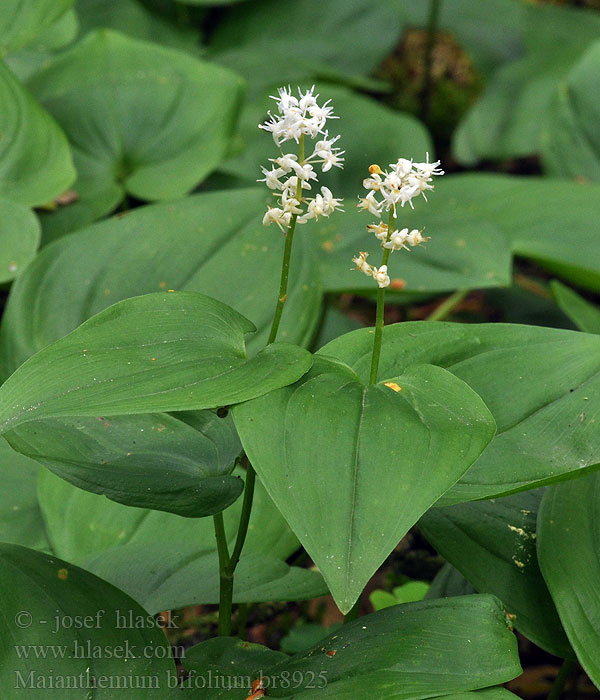 Maianthemum bifolium Oravanmarja Pstroček dvoulistý Ekorrbä