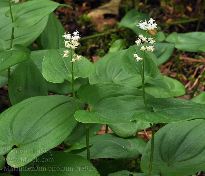 Maianthemum bifolium Maïanthème deux feuilles Dalkruid