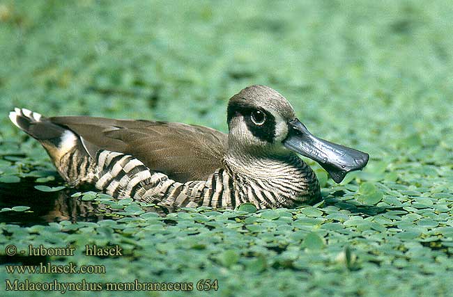 Malacorhynchus membranaceus Pink-eared Duck Canard oreilles roses Lžičák širokozobý Rosenohrente Zebraand Pato Pachón Liuskanokkasorsa Anatra zebrata australiana サザナミオオハシガモ Lopatonos Розовоухая утка Kačica zobatá Leppeand Lepelbekeend Rozeoor eend ברווז ורוד אוזן Koostnokk-part