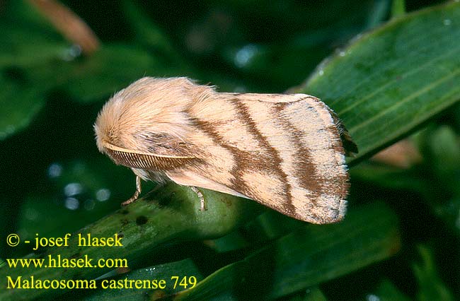 Malacosoma castrense castrensis Ground Lackey Wolfsmilch-Ringelspinner Wolfsmilchspinner Bourovec pryšcový Niittyrengaskehrääjä Коконопряд молочайный Barczatka wilczomleczówka Priadkovec mliečnikový Livrée Prés Ängsringspinnare Bandringspinner Strandringspinder Heideringelrups