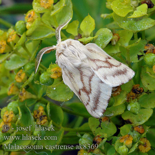 Malacosoma castrensis castrense Ground Lackey Wolfsmilch-Ringelspinner Wolfsmilchspinner Bourovec pryšcový Niittyrengaskehrääjä Коконопряд молочайный Barczatka wilczomleczówka Priadkovec mliečnikový Livrée Prés Ängsringspinnare Bandringspinner Strandringspinder Heideringelrups