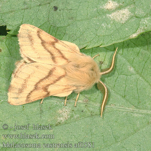 Malacosoma castrense Priadkovec mliečnikový Livrée Prés Ängsringspinnare Bandringspinner Strandringspinder Heideringelrups castrensis Ground Lackey Wolfsmilch-Ringelspinner Wolfsmilchspinner Bourovec pryšcový Niittyrengaskehrääjä Коконопряд молочайный Barczatka wilczomleczówka