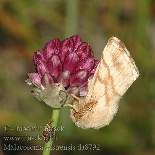 Malacosoma castrense Strandringspinder Heideringelrups castrensis Ground Lackey Wolfsmilch-Ringelspinner Wolfsmilchspinner Bourovec pryšcový Niittyrengaskehrääjä Коконопряд молочайный Barczatka wilczomleczówka Priadkovec mliečnikový Livrée Prés Ängsringspinnare Bandringspinner