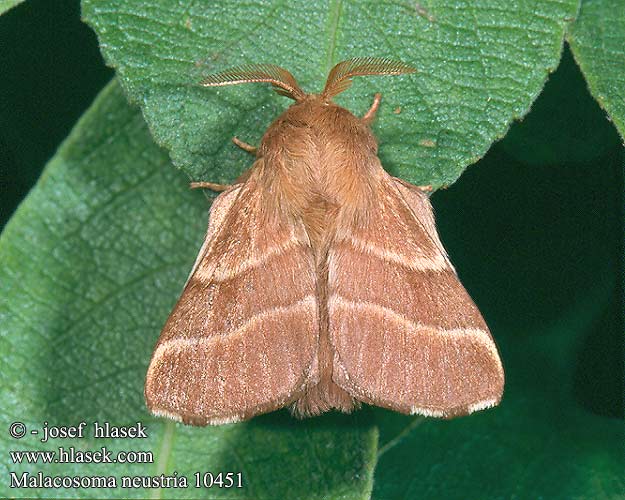 Malacosoma neustria neustrium Lackey Common Ringspinder