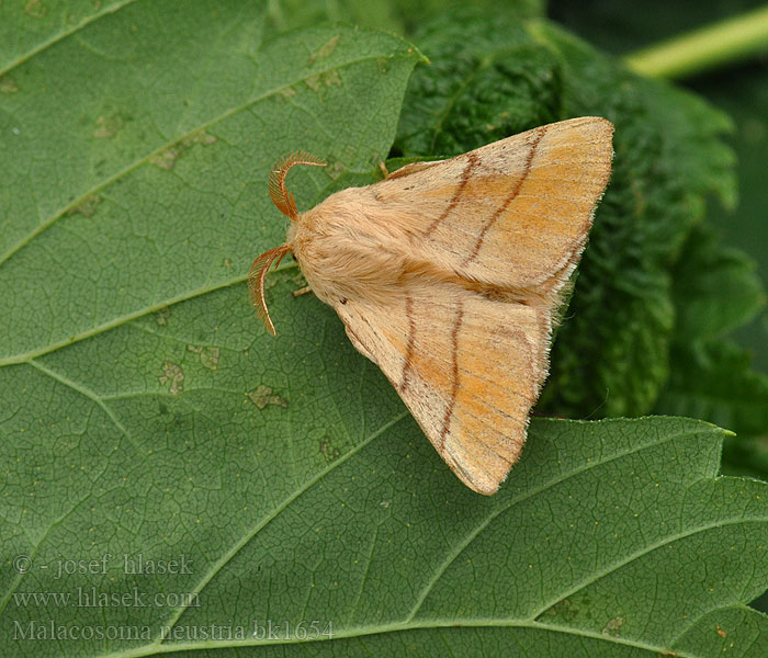 Malacosoma neustria Kukavičji suznik オビカレハ（帯枯葉 Gyűrűslepke