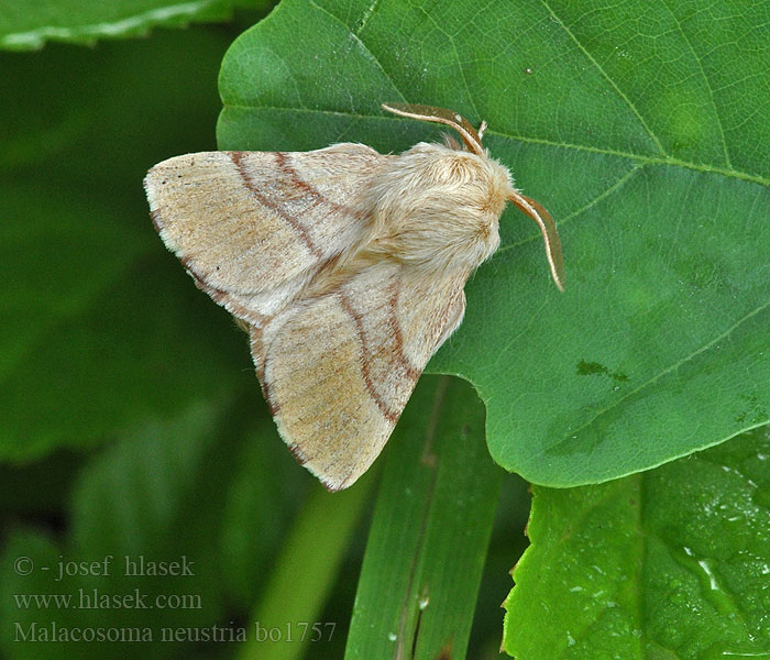 Malacosoma neustria кільчастий шовкопряд Lackey Common