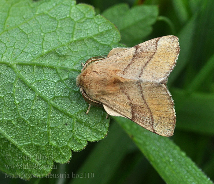 Malacosoma neustria Gewöhnlicher Ringelspinner Bourovec prsténčitý