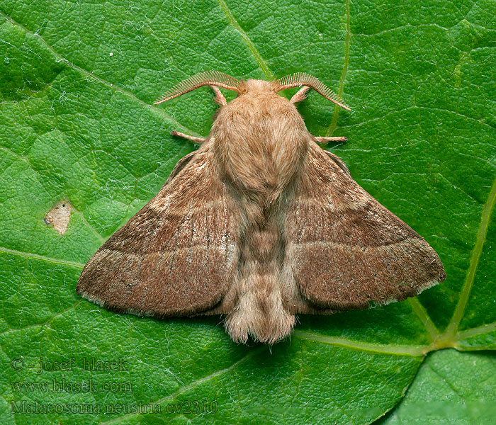 Malacosoma neustria