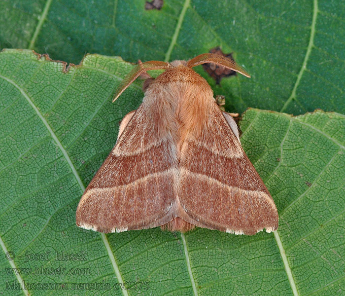 Malacosoma neustria