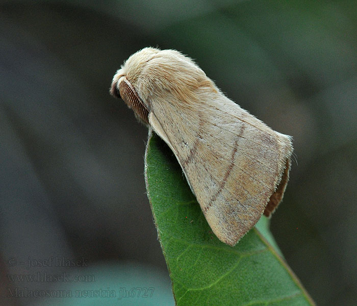 Bourovec prsténčitý Malacosoma neustria