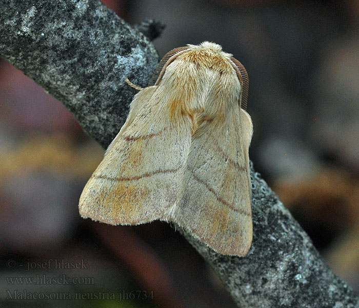 Mariposa Neustria Malacosoma neustria