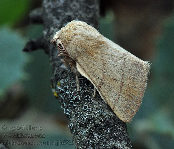 Malacosoma neustria