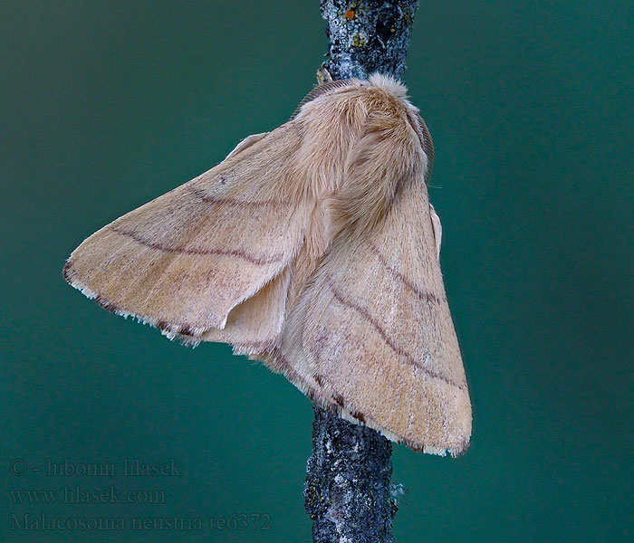 黄褐天幕毛虫  Kukavičji suznik Malacosoma neustria