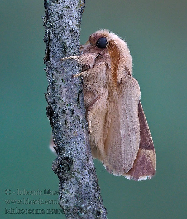 オビカレハ（帯枯葉 Malacosoma neustria