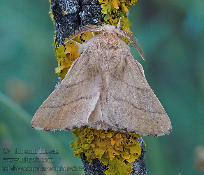 Malacosoma neustria