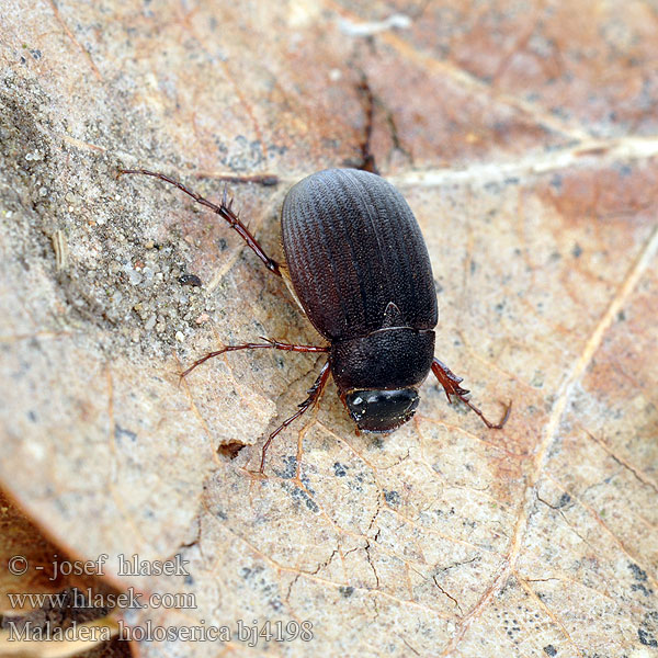 Maladera holosericea Skræntoldenborre Шелковистый хрущик Шелковка обыкновенная Chroustek hedvábný