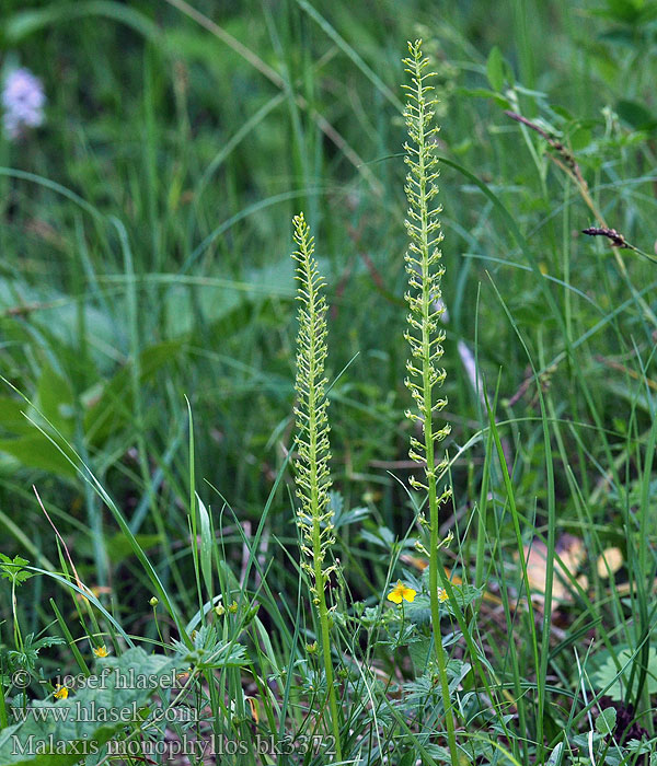 Knottblomst Single-leaved Bog Orchid Sääskenvalkku