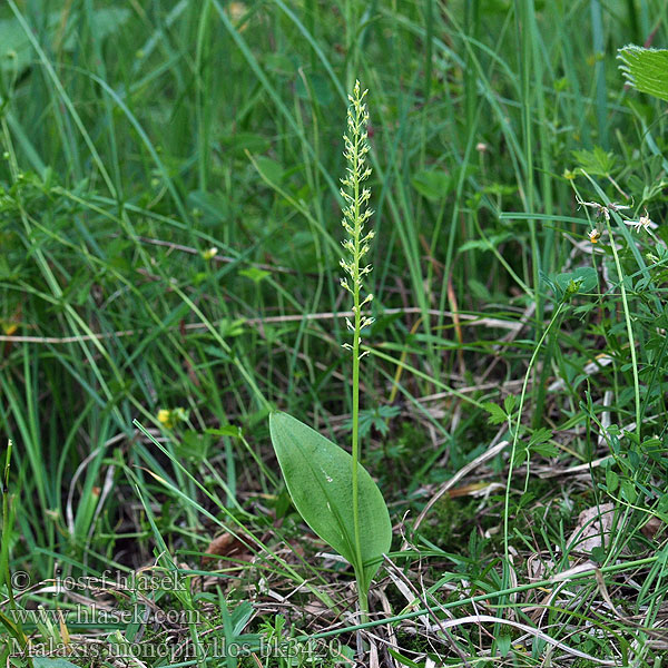 Malaxis monophyllos Single-leaved Bog Orchid Sääskenvalkku