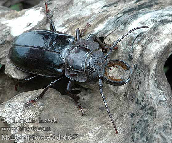 Mallodon downesi