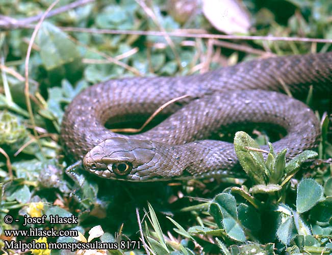 Malpolon monspessulanus DE: Eidechsennatter UK: Montpellier Snake ES: Culebra bastarda IT: colubro lacertino CZ: šírohlavec ještěrčí TR: Çukur başli yilan