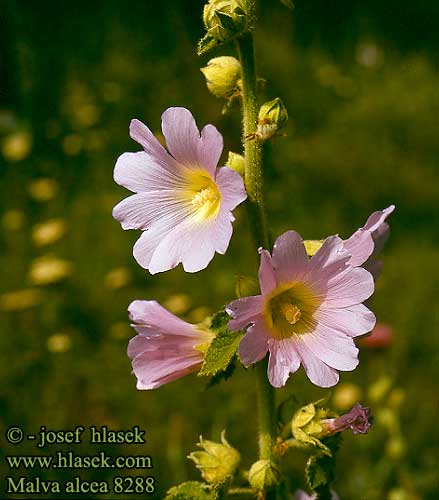 Malva alcea Hollyhock Mallow Rosen-katost Ruusumalva Mauve alcée