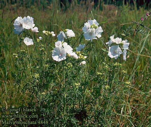 Malva moschata