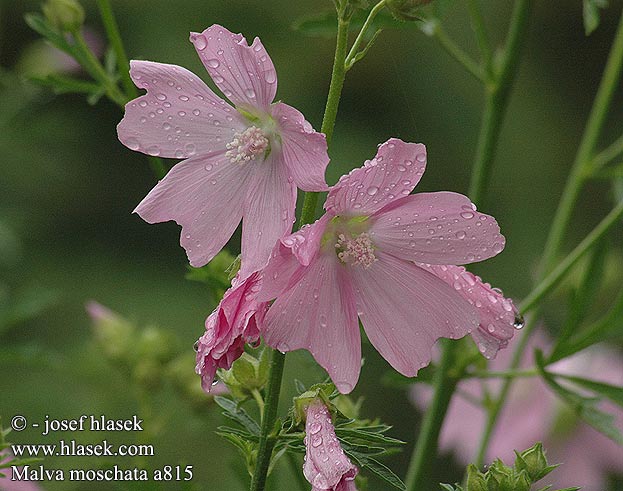 Malva moschata