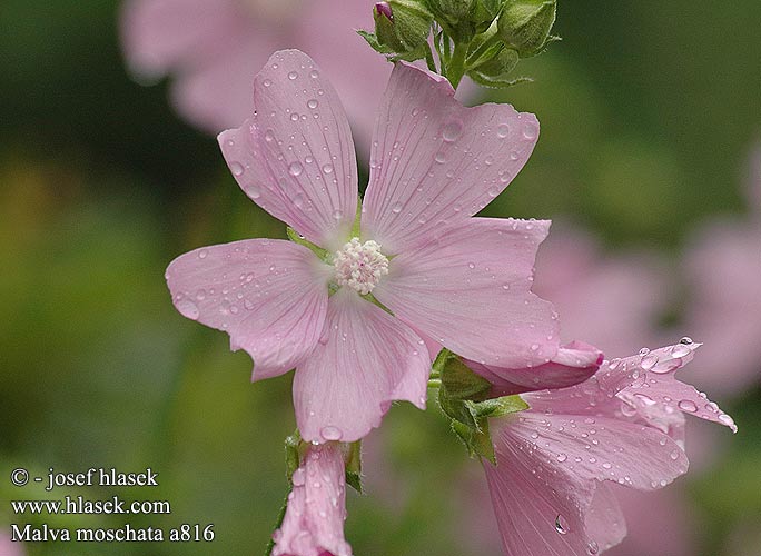 Ślaz piżmowy Sléz pižmový Malva moscada Myskmalva Alcea pinnatifida