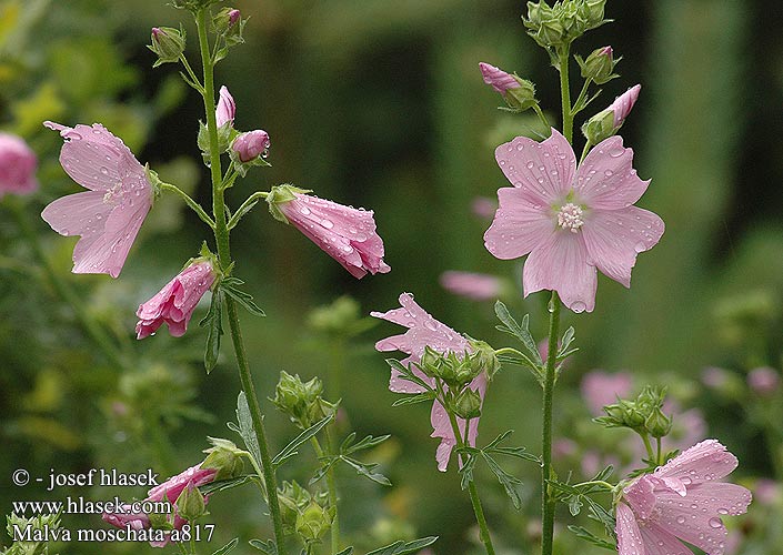 Malva moschata Musk Mallow Sléz pižmový