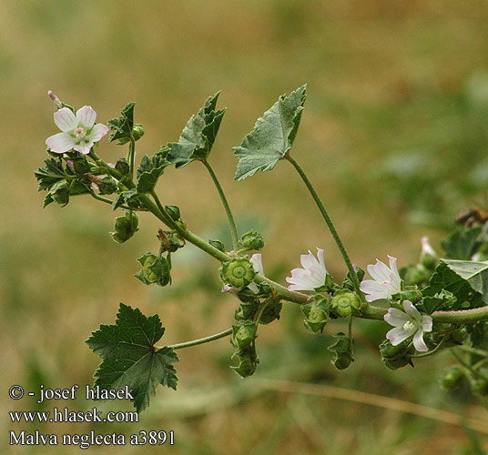 Malva neglecta Dwarf Mallow Weg-Malve Ślaz zaniedbany