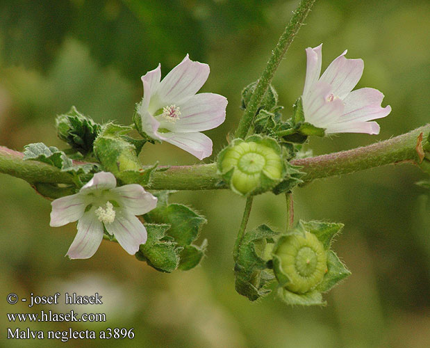 Malva neglecta Slez nebadaný Sléz přehlížený