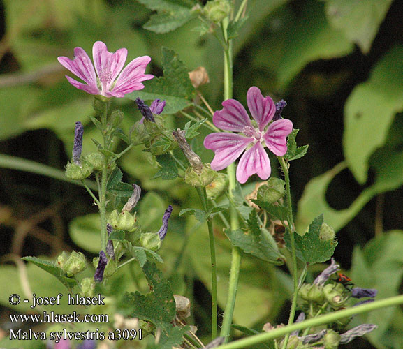 Malva sylvestris