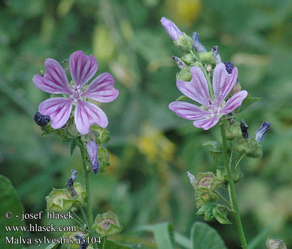 Malva sylvestris