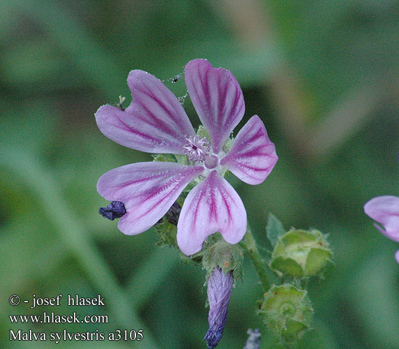 Malva sylvestris