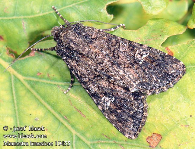 Mamestra brassicae 10455