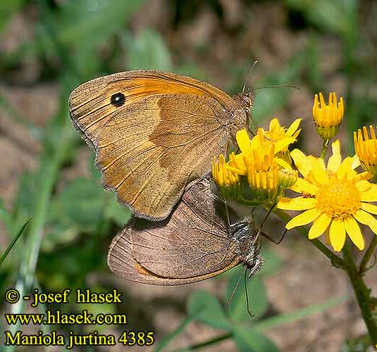 Maniola jurtina Meadow Brown Myrtil Nagy ökörszemlepke