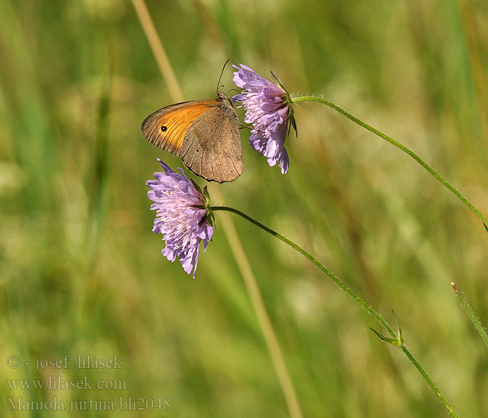 Maniola jurtina Meadow Brown Myrtil