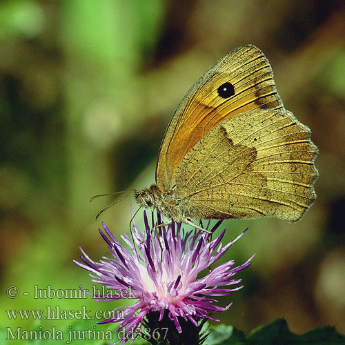 Meadow Brown Myrtil Nagy ökörszemlepke Großes Ochsenauge