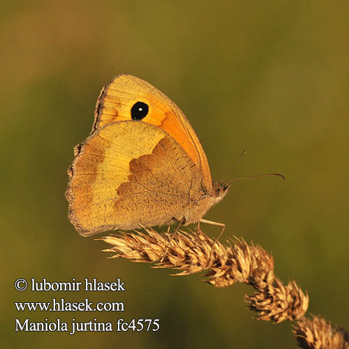 Воловий глаз Navadni lešnikar Maniola jurtina Meadow Brown