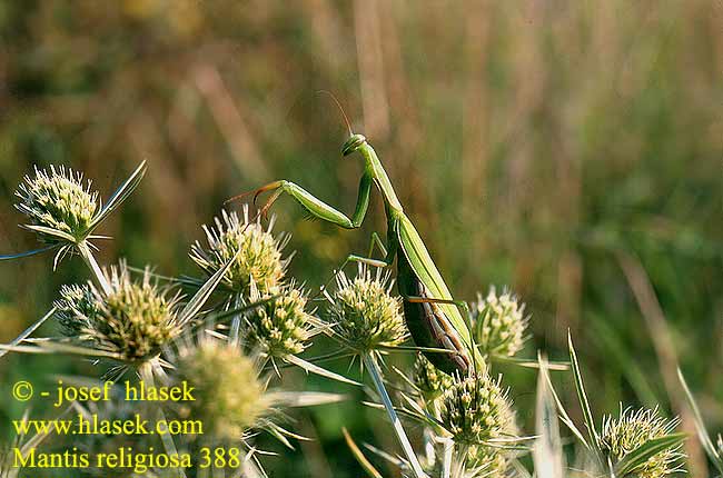 Mantis religiosa European Praying mantis Knaler Rukoilijasirkka