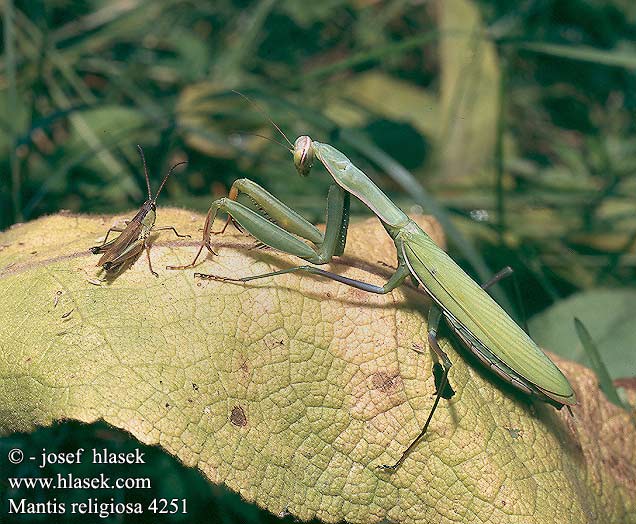 Mantis religiosa Knaler Rukoilijasirkka Mante religieuse Gewone bidsprinkhaan