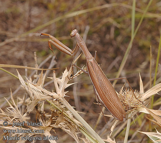 Mantis religiosa European Mante religieuse Gewone bidsprinkhaan Mantide religiosa