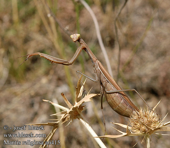 Mantis religiosa Gewone bidsprinkhaan Mantide religiosa Imádkozó sáska