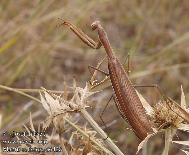 Mantis religiosa European Mantide religiosa Imádkozó sáska Gottesanbeterin