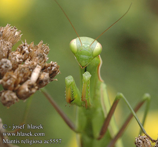 Mantis religiosa Imádkozó sáska Gottesanbeterin Modlivka zelená